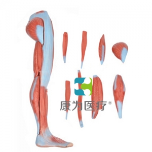 “康為醫(yī)療”下肢肌肉解剖模型