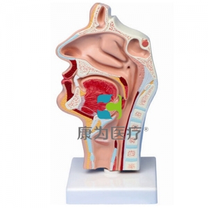 “康為醫(yī)療”鼻腔、口腔、喉、咽正中矢狀切面模型