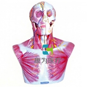 “康為醫(yī)療”頭部、頸部層次解剖模型