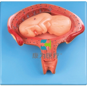 “康為醫(yī)療”四個(gè)月胎兒模型