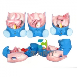 “康為醫(yī)療”消化、呼吸、泌尿、生殖、體腔發(fā)生模型
