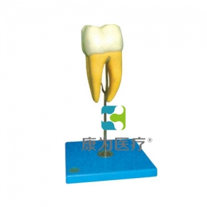 “康為醫(yī)療”磨牙解剖放大模型