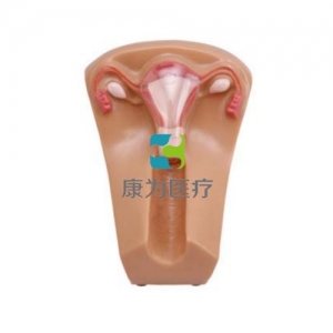 “康為醫(yī)療”女性宮內(nèi)節(jié)育器示教模型,女性盆腔器官模型