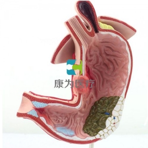 “康為醫(yī)療”自然大病理胃模型