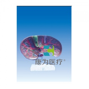 “康為醫(yī)療”肝膽解剖、甘血管、膽管的肝分布