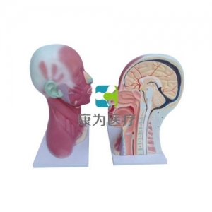 “康為醫(yī)療”頭、頸肌肉局部解剖模型