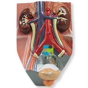 男性泌尿系統(tǒng)模型，實(shí)物的0.75倍