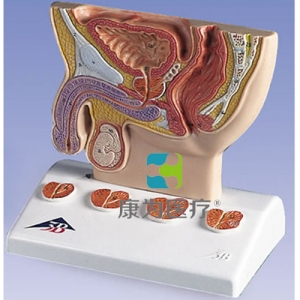前列腺模型，實(shí)物1/2