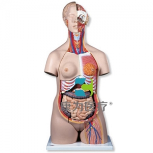 豪華型兩性軀干模型，24部分