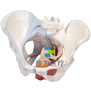 女性骨盆模型（配置韌帶組件，穿通盆底肌群及器官的正中矢狀切面），4分體