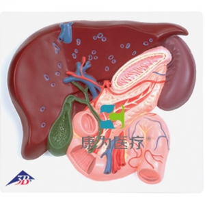 肝臟帶膽囊、胰和十二指腸模型