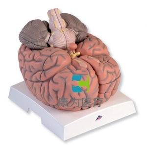 巨型腦模型，實(shí)物的2.5倍，14部分