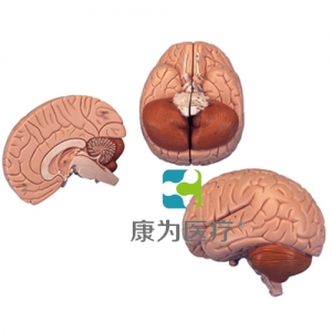 介紹性腦模型，2部分