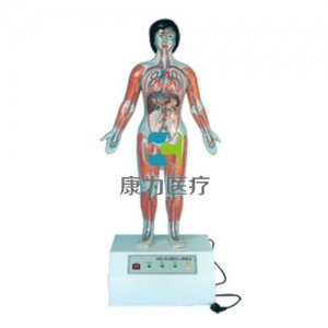 “康為醫(yī)療”微電腦人體心動周期與大、小循環(huán)演示模型