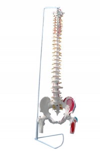 帶股骨頭和著色肌肉的脊柱模型