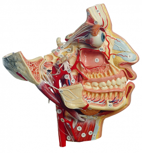 面部的神經和血管模型