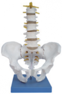 骨盆帶五節(jié)腰椎示教模型