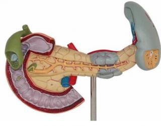 “康為醫(yī)療”胰臟病理模型