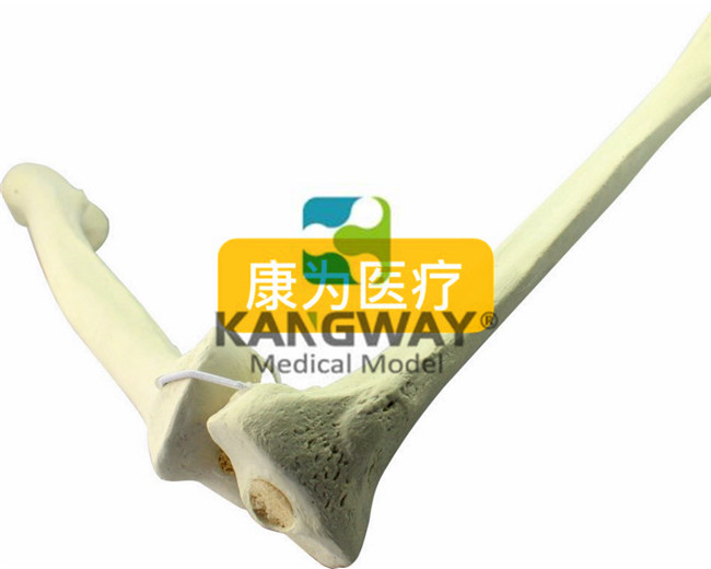 骨科術前Sawbone人工合成骨模型股骨脛骨模型