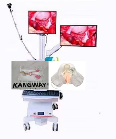 UE型泌尿電切和輸尿管鏡手術模擬訓練系統(tǒng)